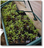 cosmos seedlings waiting to be planted