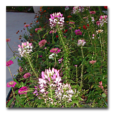 Cleome in the side yard