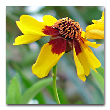 Volunteer Threadleaf Coreopsis