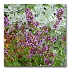 Thyme with Silver Brocade behind