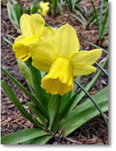 a crocus-size daffodil named Tete a tete