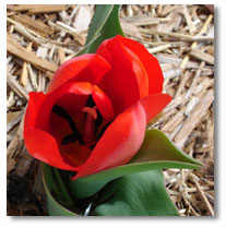 Red Tulip