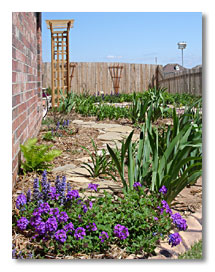 Ajuga and homestead verbena