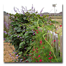 Vines on the Fence