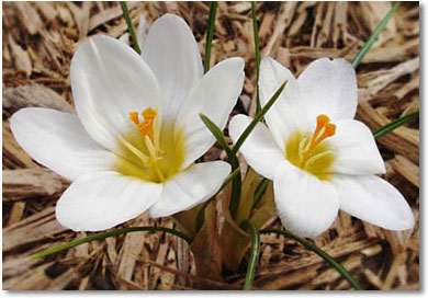 Snowbunting Crocus