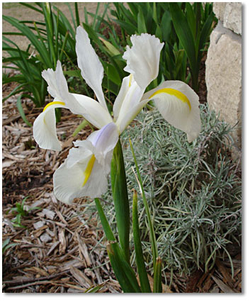 Seems like my White Wedgewood Iris (Iris hollandica) are ahead of schedule