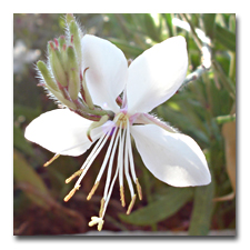 White Gaura 