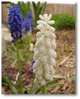 White Muscari