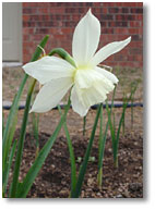Such a pretty white daffodil