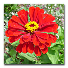 Red Zinnias