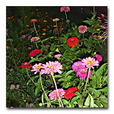 Zinnias