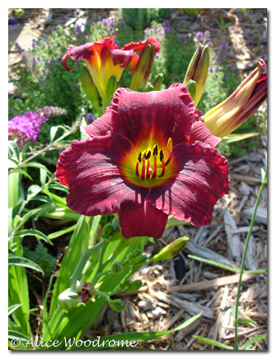 Blackberry Wine Daylily