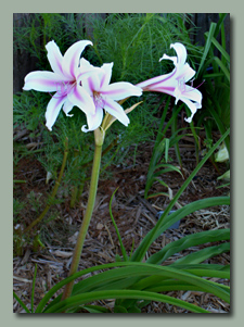 Twelve Apostles Crinum Lily