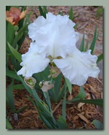 White Ruffles