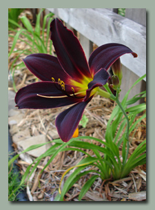 Click here for Deep Red Daylilies