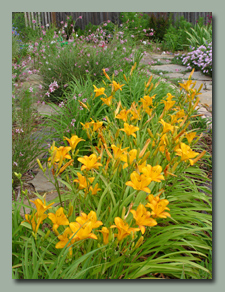 Gold daylilies