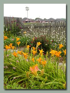 Antique Gold Daylilies