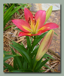 La Camolot Asiatic Lily