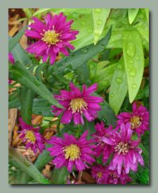 I don't know why the asters are blooming now