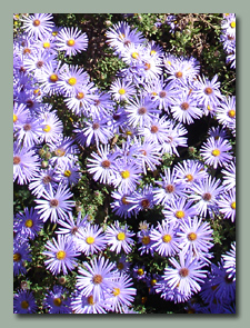 Asters in late October