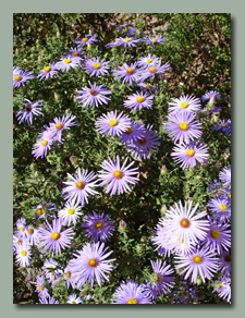 Purple Asters