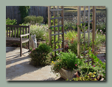 The Back Garden in August