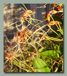 Sweet Autumn Clematis Pods