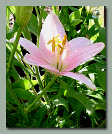 Baby Pink Asiatic Lilies