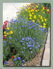 bachelor buttons and wildflowers