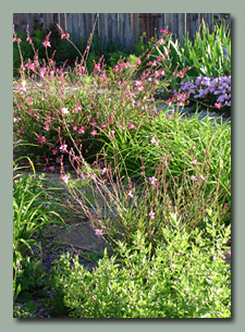 A mix of flowers in the back yard