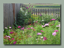 Backyard in June