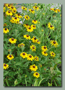 Black Eyed Susans