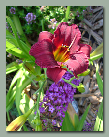 Wine Daylily