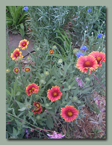 Burgandy Gaillardia