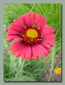 Burgendy Gaillardia