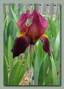 Burgendy Iris