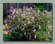 Butterfly Bush