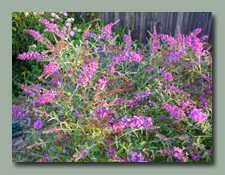 Butterfly Bush