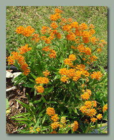 Butterfly Weed