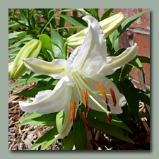 Casa Blanca Lily