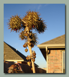 Caster Bean Pods