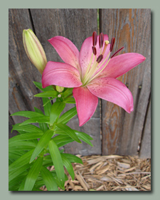 Chris's Pink Lily