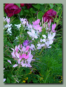 Cleome