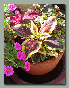 Coleus and Million Bells