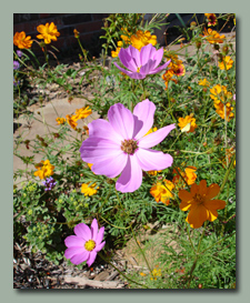 Cosmos