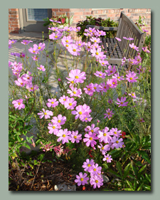 Cosmos Pink