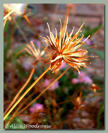 Cosmos seeds