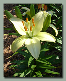 Creamy White Asiatic Lily