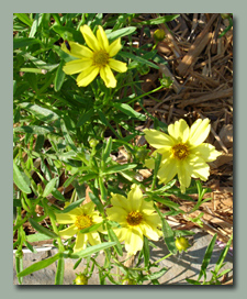 Creme Burlee Coreopsis