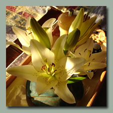 Cut Asiatic Lilies